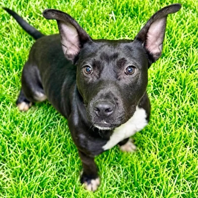 An adult medium-sized male Black Terrier dog named Stevie for adoption in Battle Creek, MI