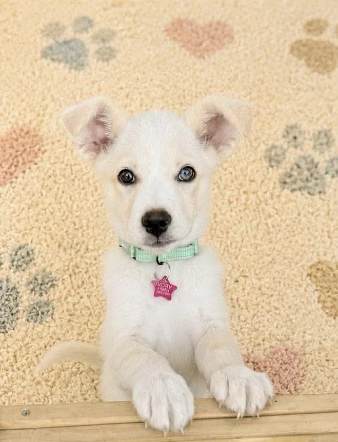 A baby medium-sized female White / Cream Australian Shepherd dog named Ivory for adoption in Austin, TX