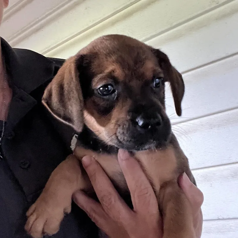 A baby small-sized male Brown / Chocolate Mixed Breed dog named Archie for adoption in Monroeville, AL