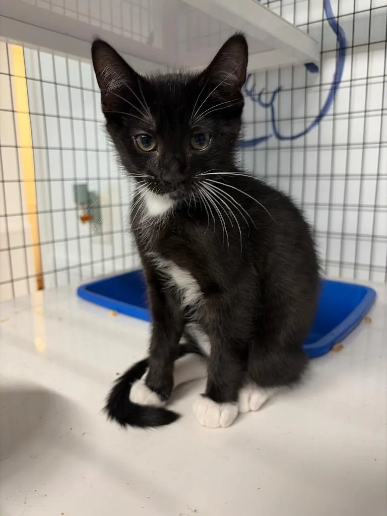 A baby small-sized male Domestic Short Hair cat named Milo for adoption in St. Augustine, FL