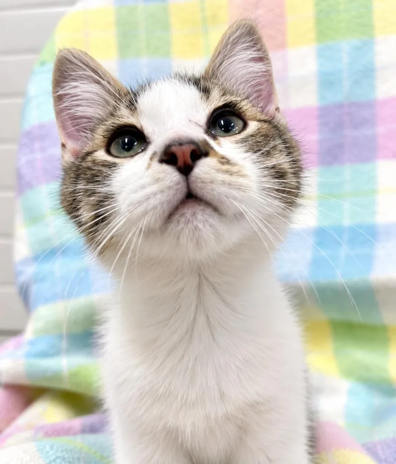 A baby small-sized male Domestic Short Hair cat named Dipper for adoption in Lagrange, IN