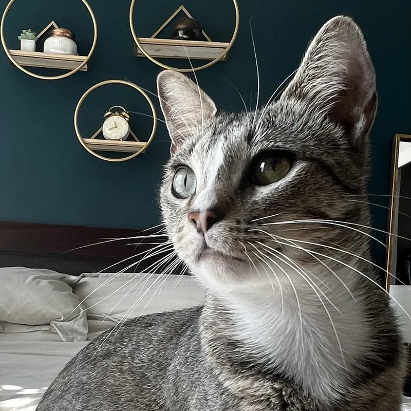 Mama Cat thumbnail 2