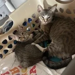 Mama Cat thumbnail 3