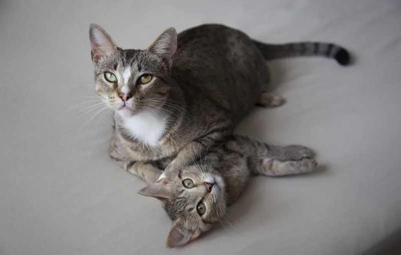 Mama Cat thumbnail 4