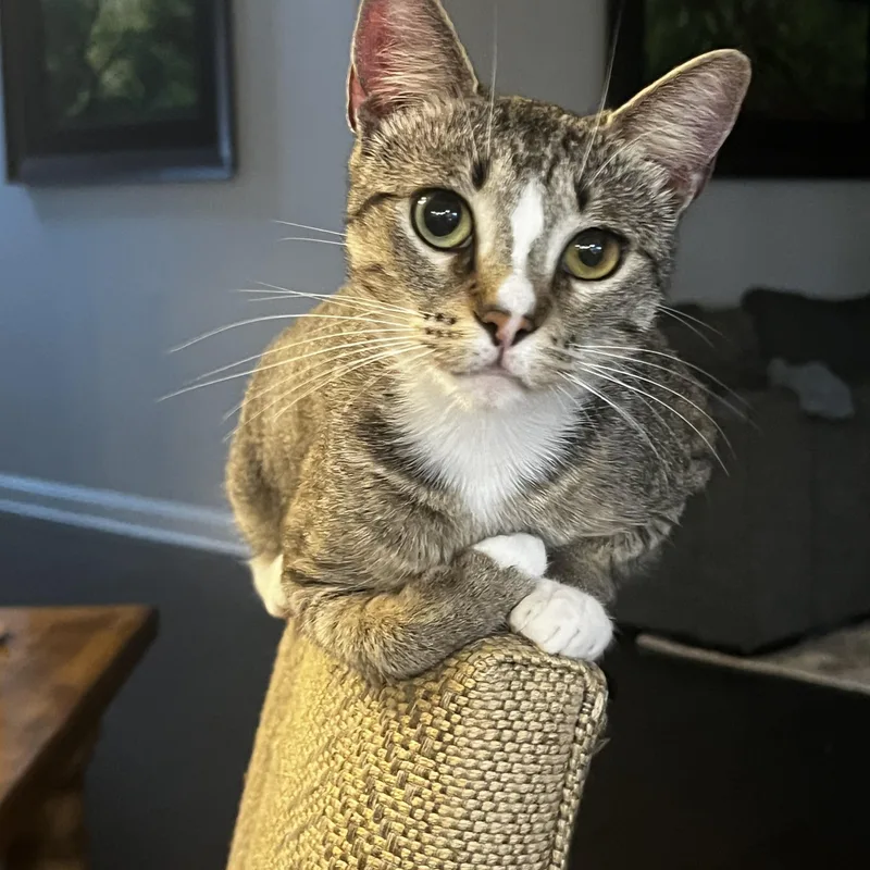 Mama Cat thumbnail 5