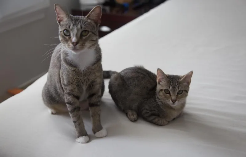 Mama Cat thumbnail 6