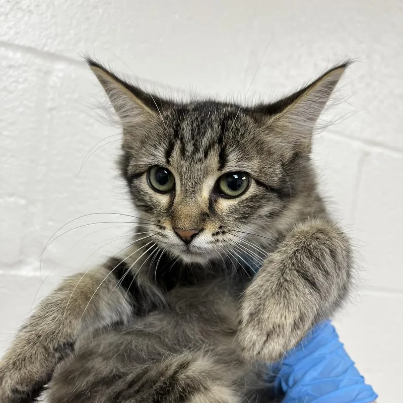 A baby small-sized female Brown / Chocolate Domestic Medium Hair cat named SVASStray for adoption in Lyndhurst, VA