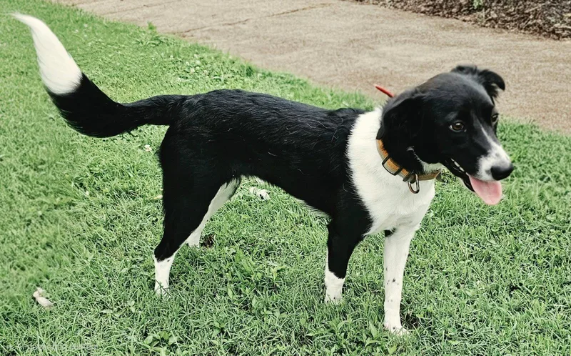 A young medium-sized female Border Collie dog named Fern for adoption in Franklin, TN