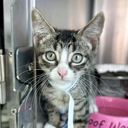 A baby small-sized female Gray / Blue / Silver Domestic Short Hair cat named Angelica Pickles for adoption in Matteson, IL