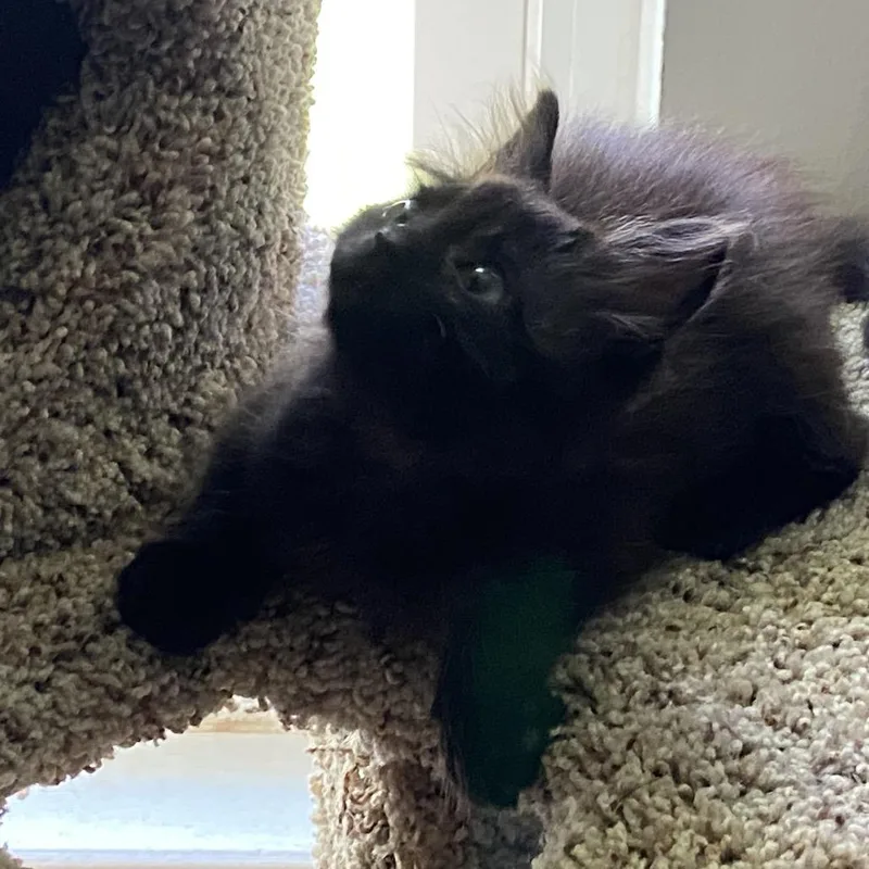 Pixie