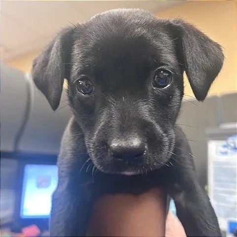 A baby small-sized female Black Mixed Breed dog named Jelly Bean for adoption in Memphis, TN