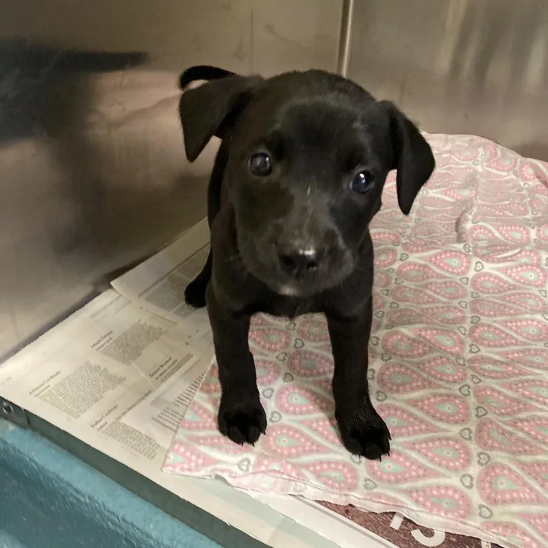 Jelly Bean thumbnail 2