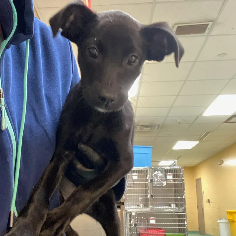 Jelly Bean thumbnail 3