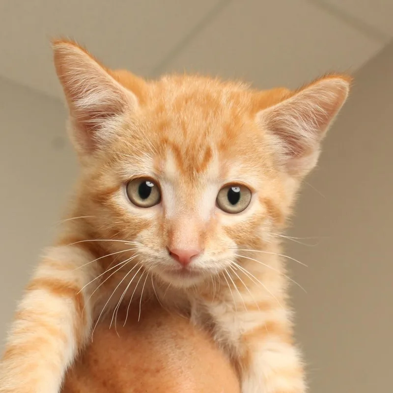 A baby small-sized male Orange / Red Domestic Short Hair cat named Cornbread C for adoption in Minnetonka, MN