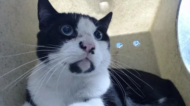 An adult large-sized male Domestic Short Hair cat named Antonio for adoption in Downey, CA