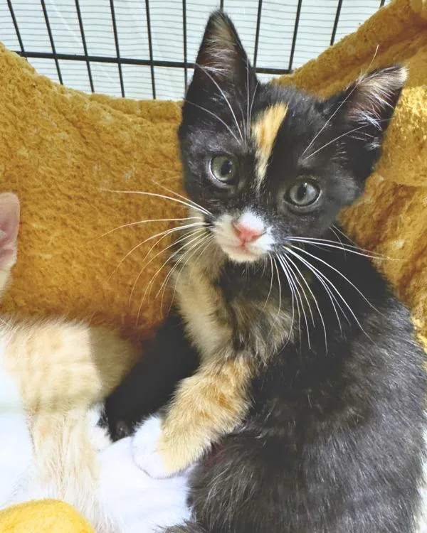 Miss Scarlet thumbnail 2