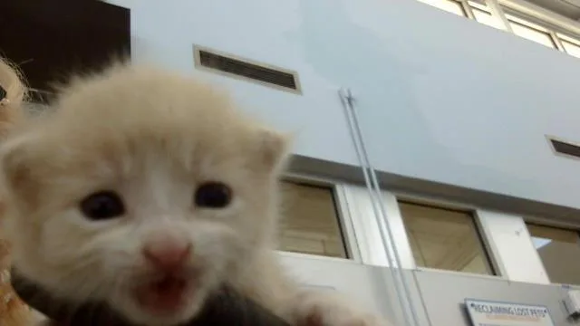 A baby medium-sized male Domestic Medium Hair cat named Coconut for adoption in Dallas, TX