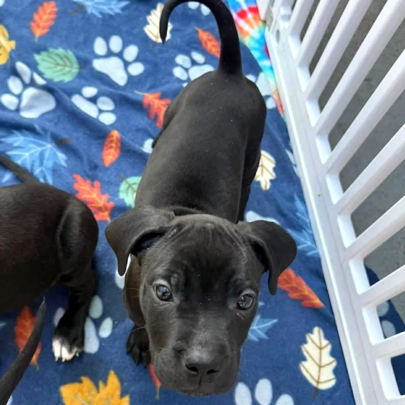 A baby small-sized male Black Smooth Collie dog named Mustard for adoption in Tampa, FL