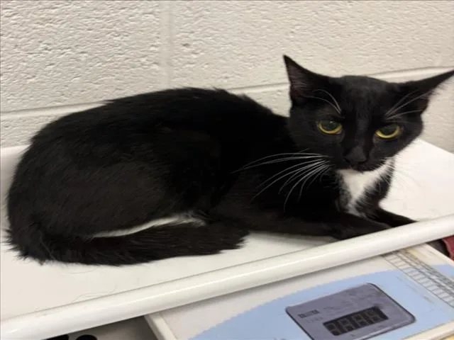 A young medium-sized female Domestic Short Hair cat named Phoenix for adoption in Derwood, MD