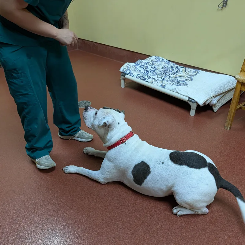 An adult large-sized male White / Cream Pit Bull Terrier dog named Bubba for adoption in Accident, MD