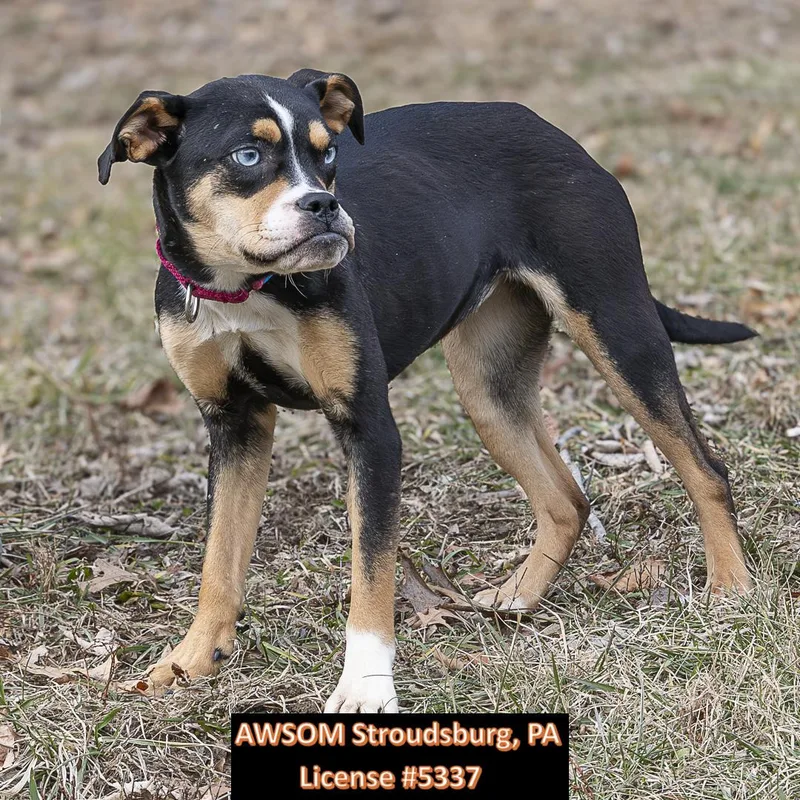 A young medium-sized female Black American Bulldog dog named Cherry for adoption in Stroudsburg, PA