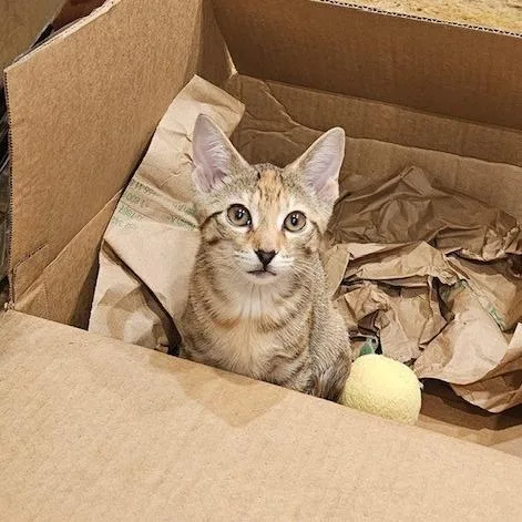A baby small-sized female Brown / Chocolate Domestic Short Hair cat named Yuzu for adoption in Westhampton, NY