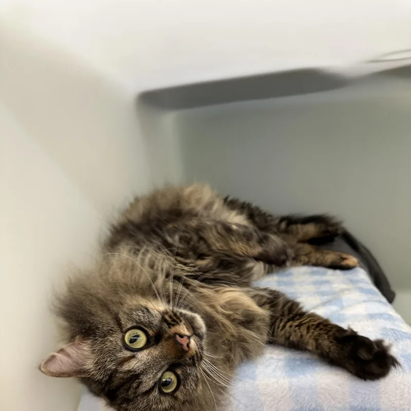 An adult large-sized female Torbie Domestic Long Hair cat named Luna for adoption in Anchorage, AK