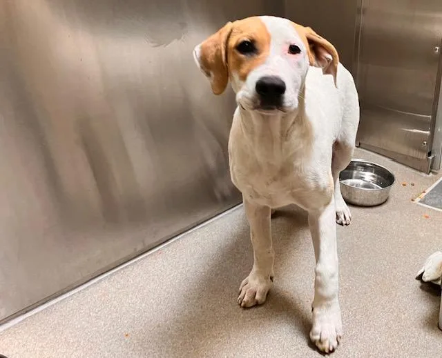 A baby small-sized female Labrador Retriever dog named Loveland Frog for adoption in Denver, CO