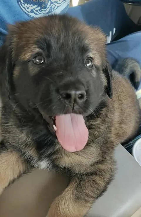 A baby large-sized female Brown / Chocolate Great Pyrenees dog named Lolah for adoption in Kiowa, OK