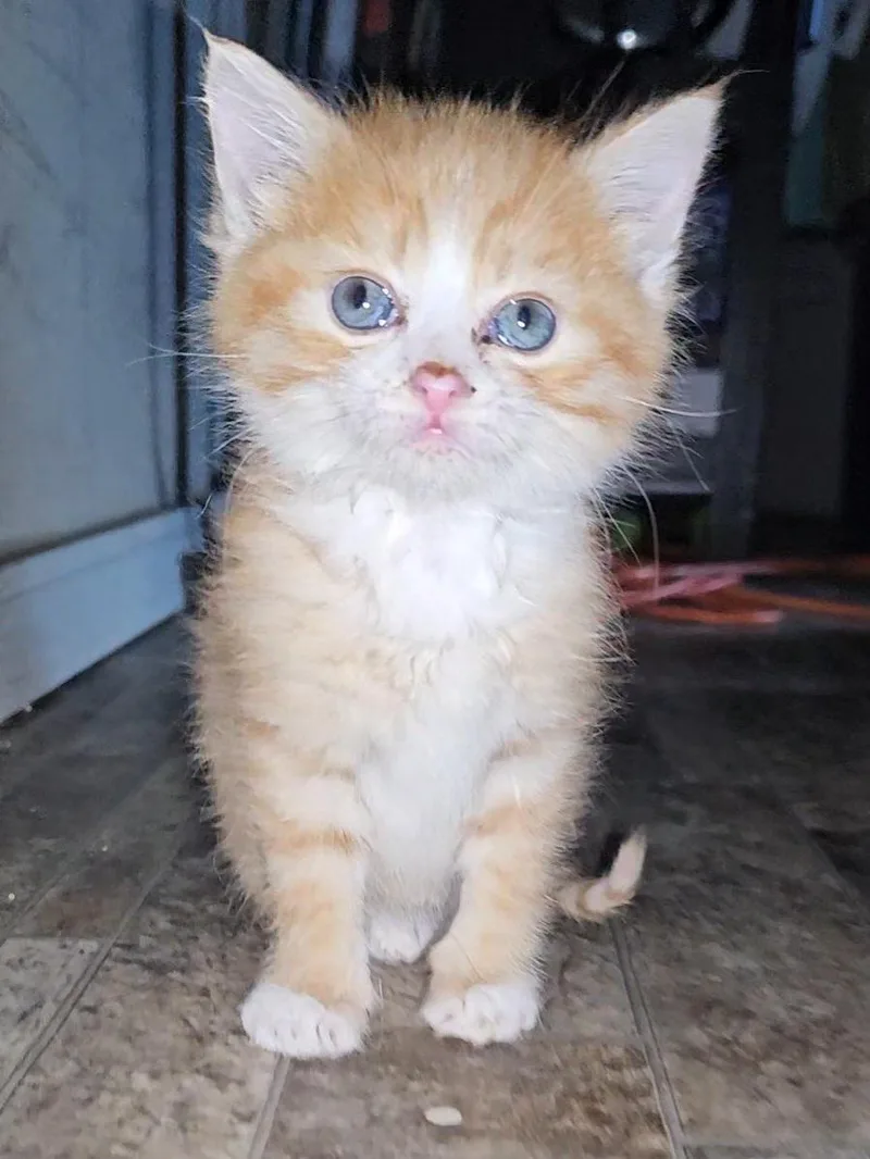 A baby medium-sized male Tabby (Orange / Red) Domestic Medium Hair cat named Heathcliff for adoption in Denison, IA