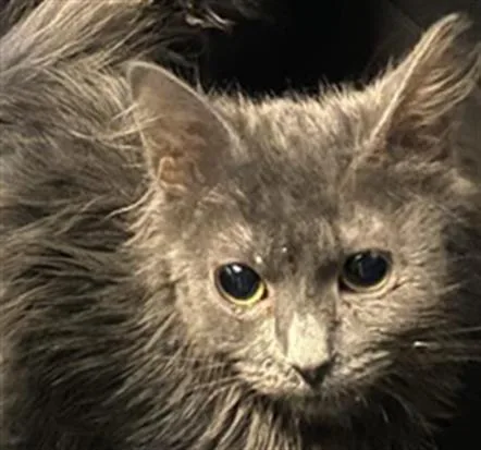 A young medium-sized female Domestic Long Hair cat named A for adoption in West Valley City, UT