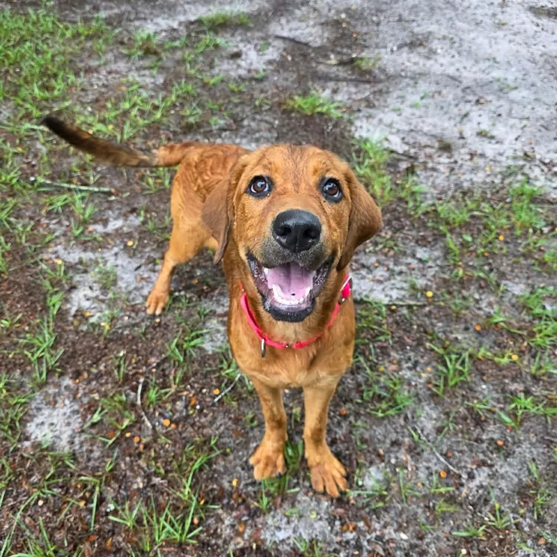 A young medium-sized female Hound dog named Bailey for adoption in Umatilla, FL