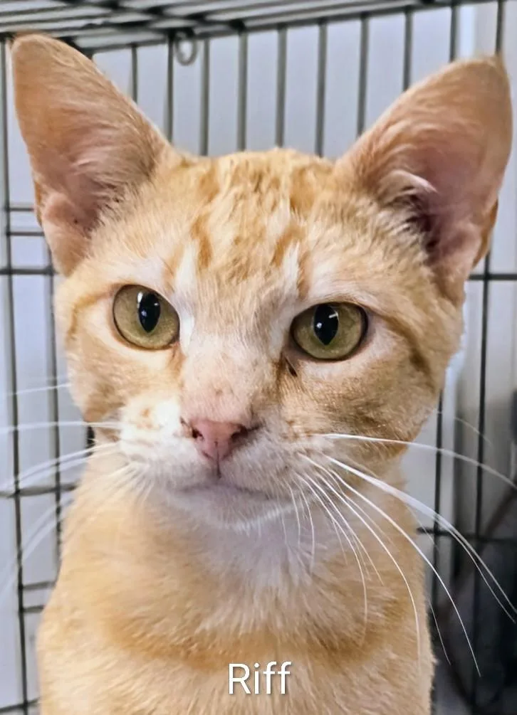 A young medium-sized male Orange / Red Domestic Short Hair cat named Riff for adoption in Colfax, IA