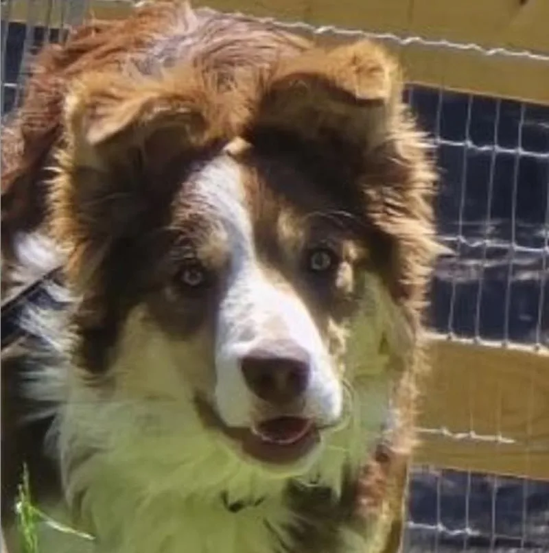 A young medium-sized female Red / Chestnut / Orange Border Collie dog named Hazel for adoption in East Flat Rock, NC