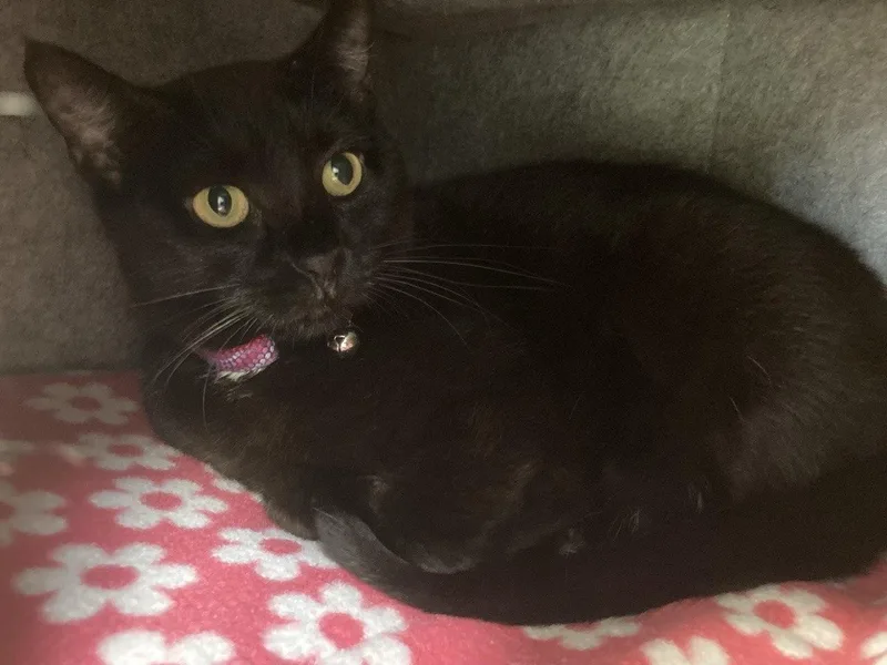 An adult medium-sized female Black Domestic Short Hair cat named Furina for adoption in Cincinnati, OH