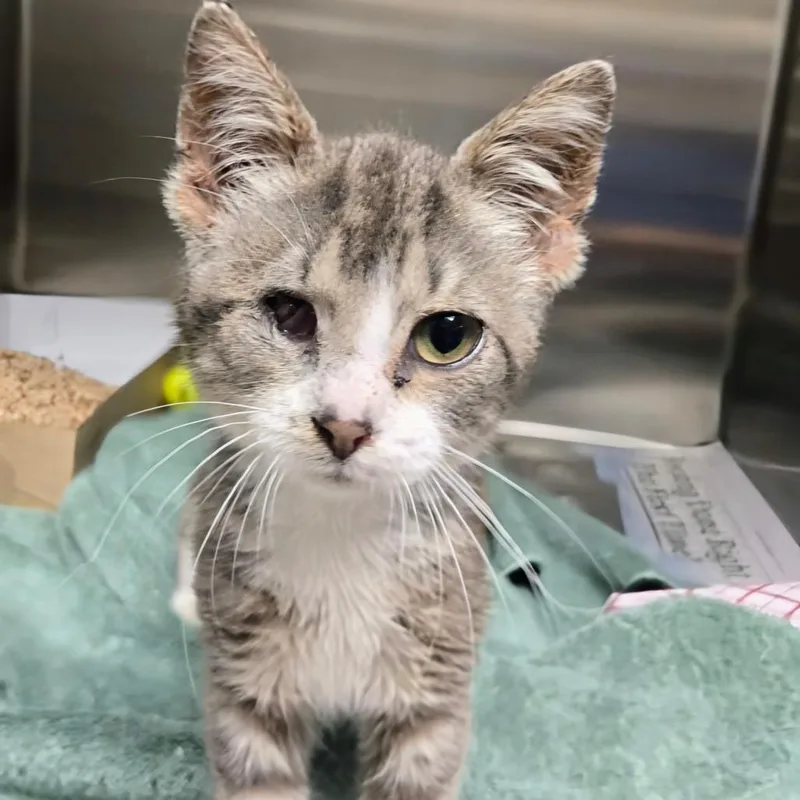 A baby small-sized male Gray / Blue / Silver Domestic Short Hair cat named Sailor for adoption in Perkiomenville, PA