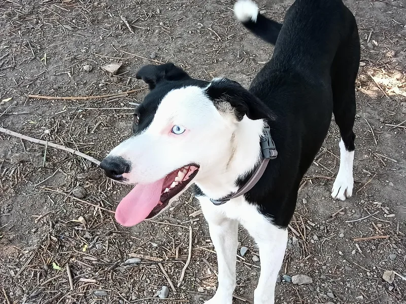 A baby medium-sized male Black McNab dog named Jasper for adoption in Cardwell, MT