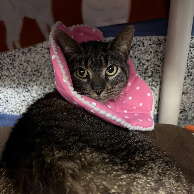 An adult medium-sized female Brown / Chocolate Domestic Short Hair cat named Biology for adoption in Mentor, OH