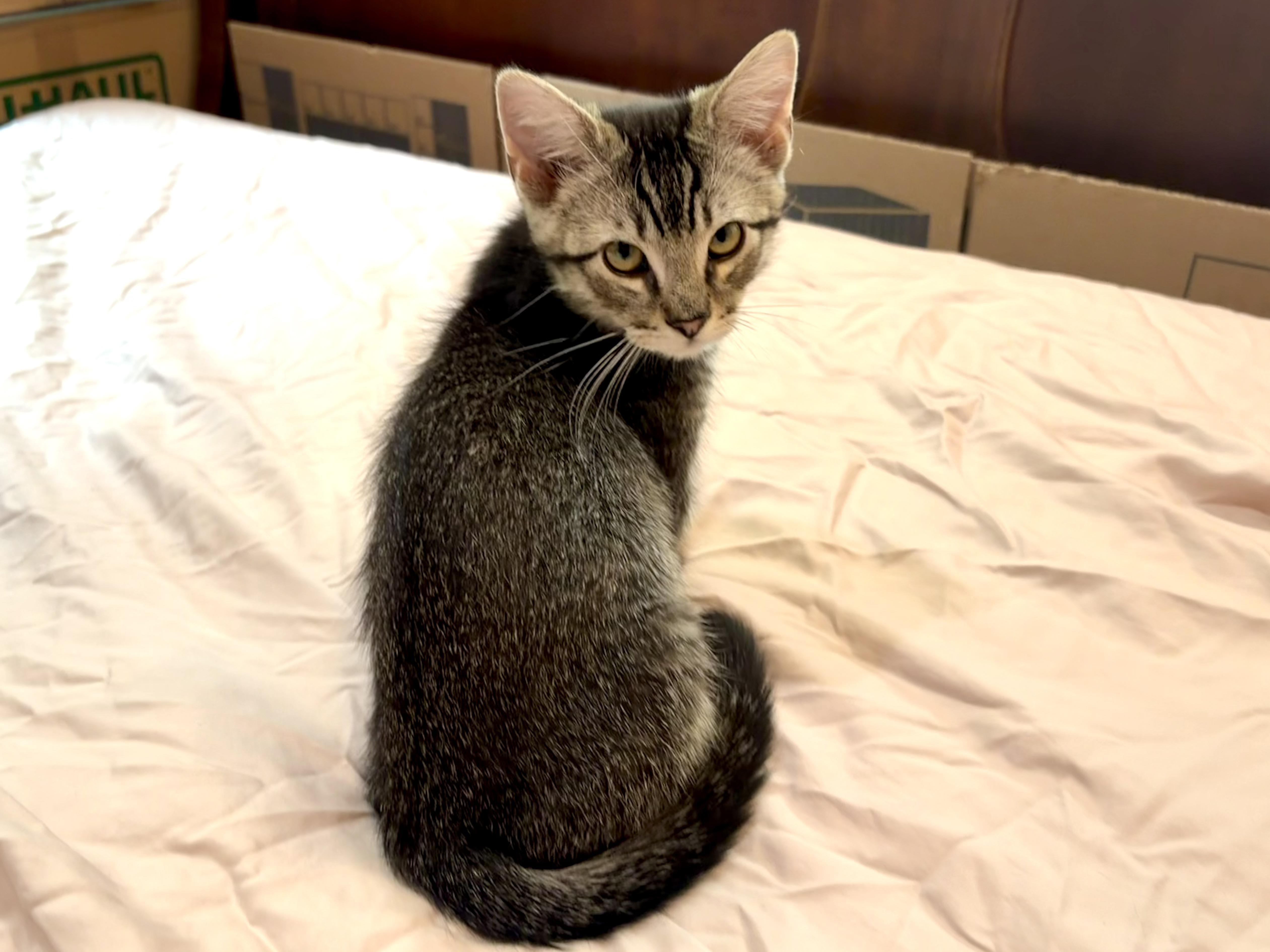 A baby medium-sized male Domestic Short Hair cat named Smokey Road Warriors for adoption in Portland, OR