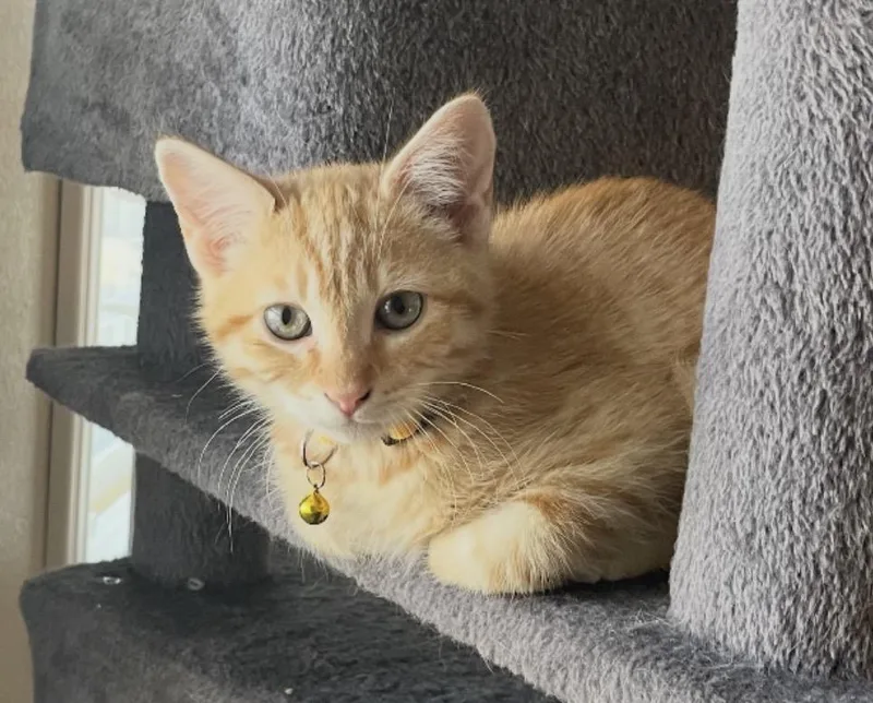 A baby medium-sized male Tabby (Orange / Red) Tabby cat named Ed Sheeran for adoption in Huntington Beach, CA