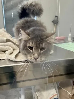 A baby small-sized male Domestic Long Hair cat named Lacrosse for adoption in Lafayette, IN
