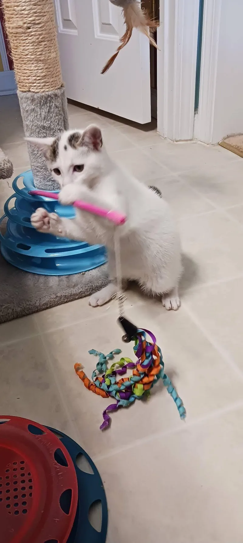 A baby medium-sized male White Domestic Short Hair cat named Michael for adoption in Georgetown, SC