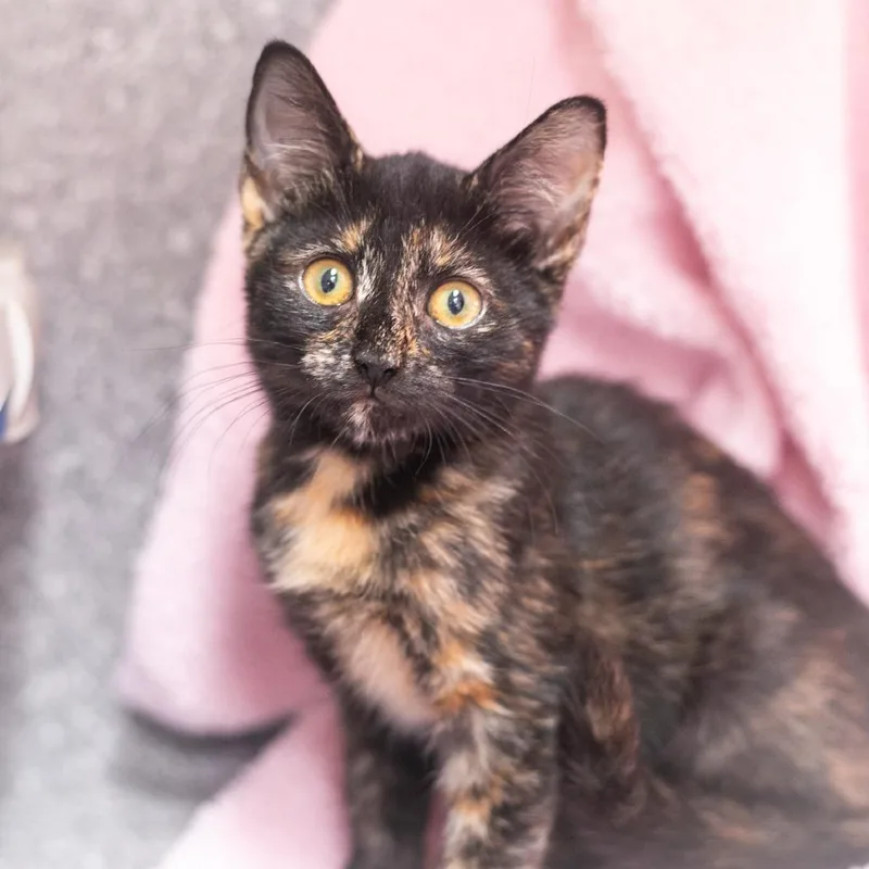 A baby small-sized female Black Domestic Short Hair cat named Aubrey for adoption in Ponte Vedra, FL