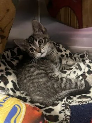 A baby small-sized male Brown / Chocolate Domestic Short Hair cat named Now The Party Don't for adoption in Kansas City, MO