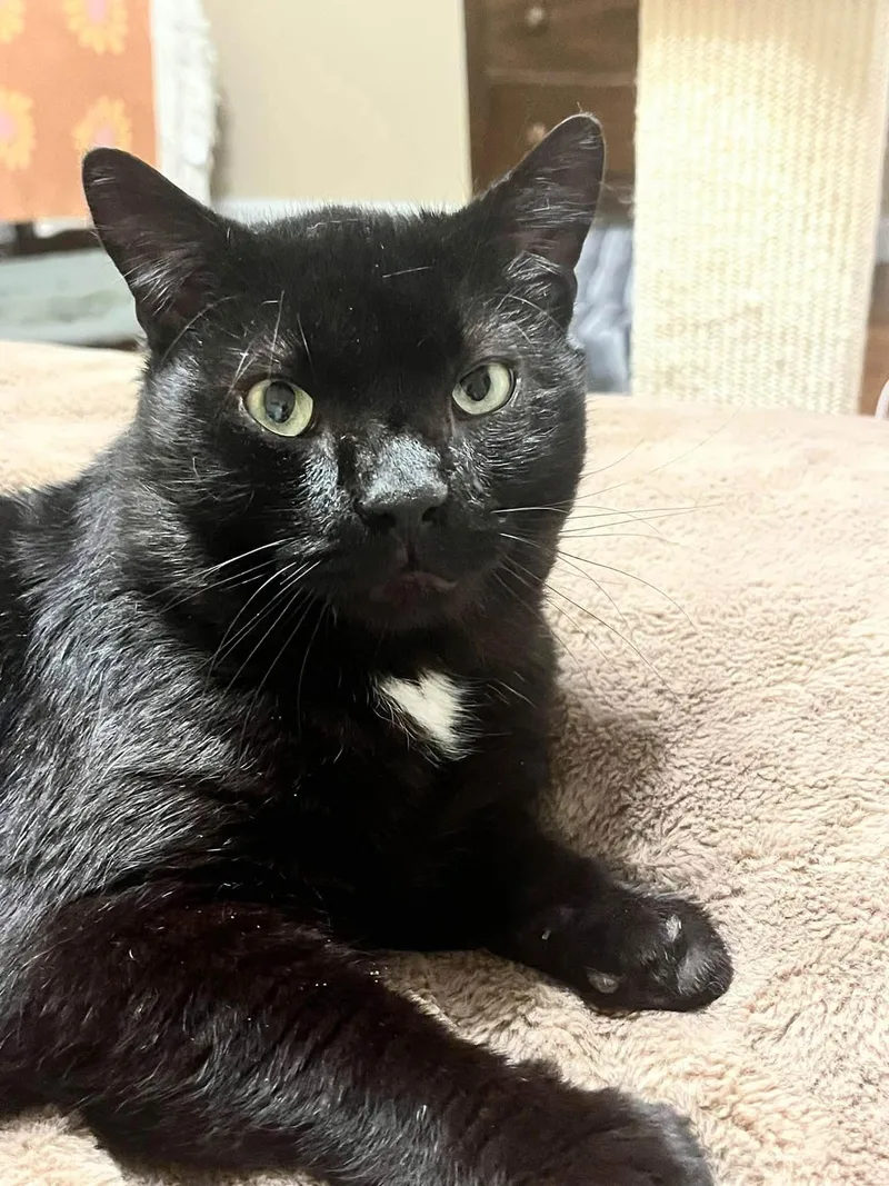 An adult medium-sized male Domestic Short Hair cat named Danny for adoption in Enfield, CT