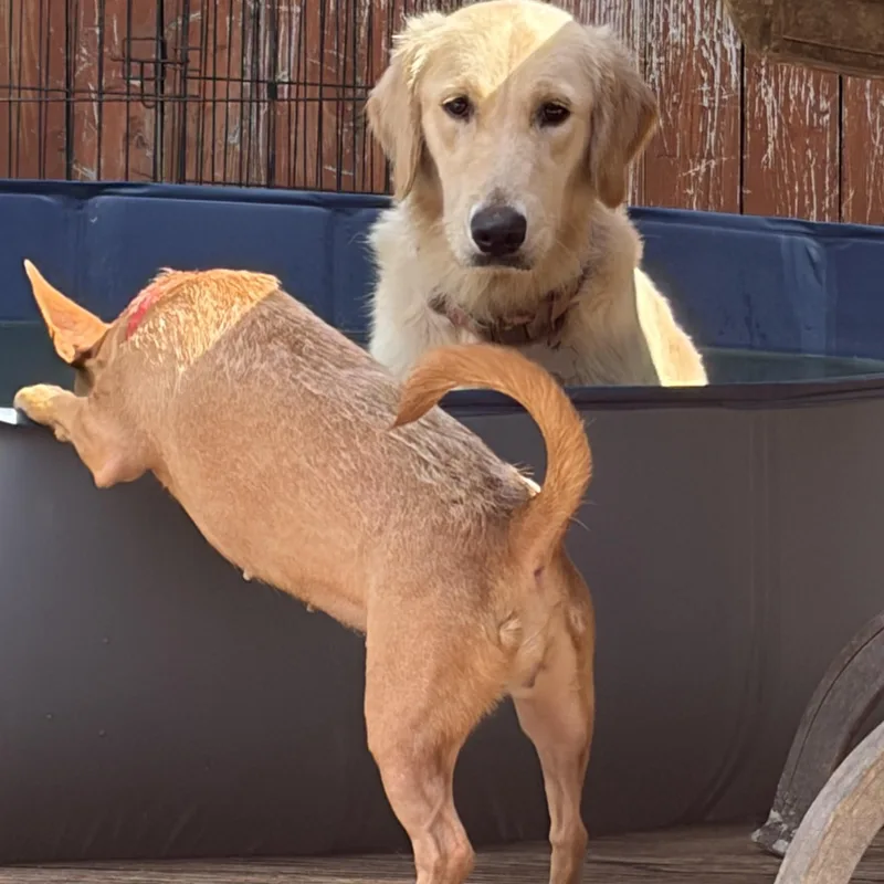 Anastasia — As Close thumbnail 4