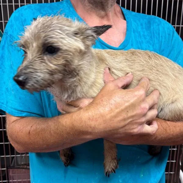 An adult small-sized female Terrier dog named Rosie for adoption in Salisbury, MD