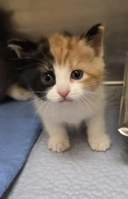 A baby small-sized female Domestic Short Hair cat named Belinda for adoption in Westland, MI