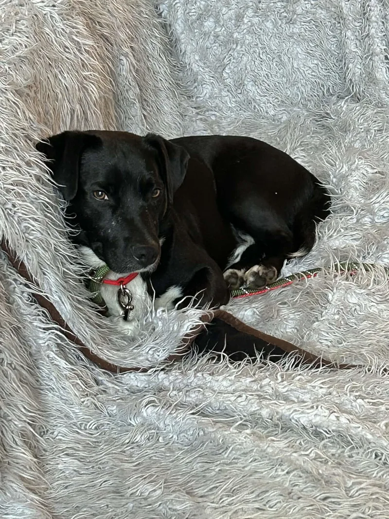 An adult medium-sized male Basset Hound dog named Roman Buckley Iii for adoption in St. Clair Shores, MI