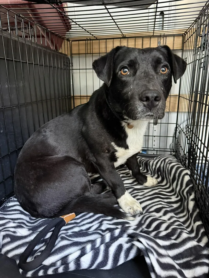 Roman Buckley Iii thumbnail 3